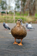 Water duck in a pond