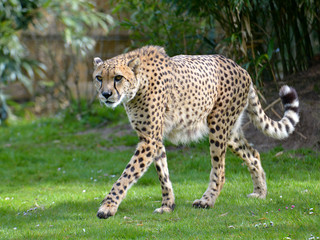 Closeup front African Cheetah (Acinonyx jubatus) walking on grass