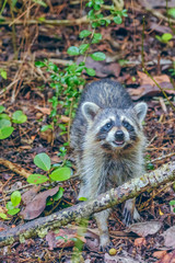 Fototapeta premium Close up portrait of raccoon in J.N. Ding Darling National Wildlife Refuge.Sanibel island.Florida.USA