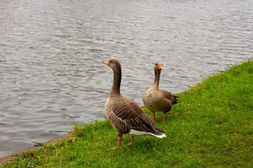 Greylag geese in front of the river Lea