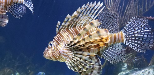 fish