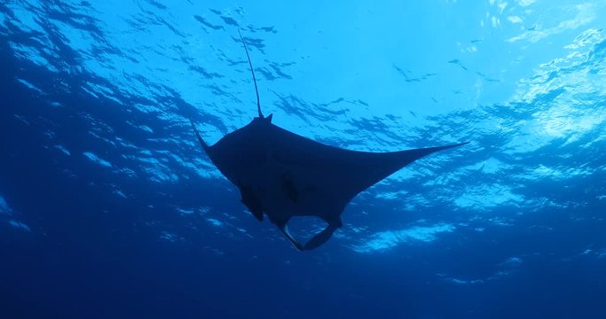 Manta ray at revillagigedo archipelago, Mexico.