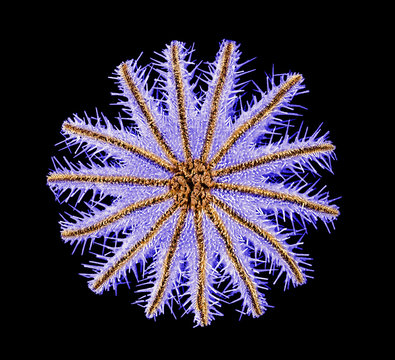 crown-of-thorns sea star isolated on black background