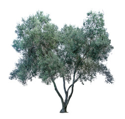 Olive tree on white background