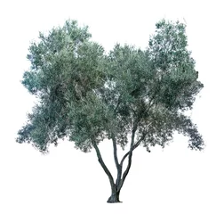 Gordijnen Olive tree on white background © Dmitry