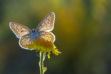 butterfly on flower