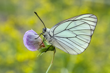 butterfly on flower