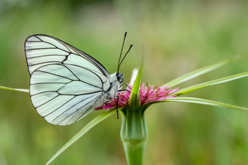white butterfly on a flower