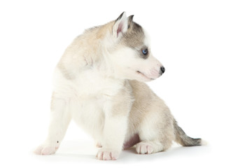 Obraz premium Husky puppy isolated on white background