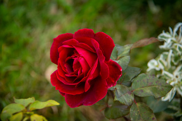 Red Rose, Suceava - Romania, Europe