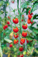 Fresh tomatoes on the tree, vine of a tomato tree in the garden