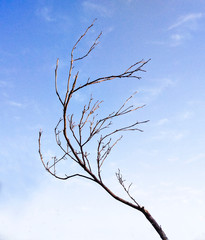 Obraz premium Close up of Dry branch