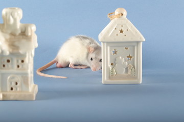 gray decorative rat runs around on the table