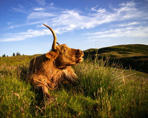 Highland Cow