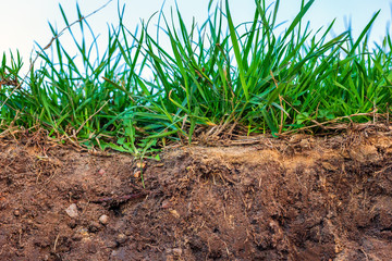 Topsoil of a Stagnosol at a cliff near Heiligenhafen