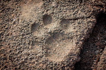 Spur eines Jaguars im Sand in Südamerika Bolivien