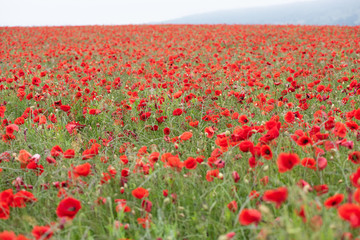 Poppy Fields