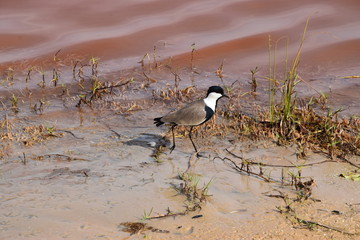 Spur-winged lapwing (Vanellus spinosus)