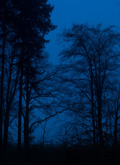 nightly trees, dark blue sky