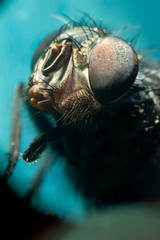 Extreme close-up portrait of a fly