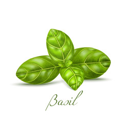 Isolated Basil Leaves on White Background in Realistic Style