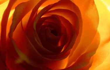 red rose shining through