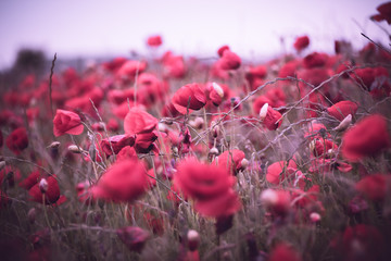 Poppy Field