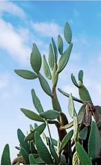 Close up of cactus on background of sky