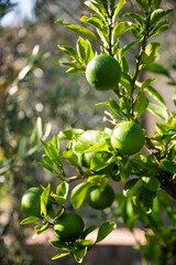 Lime Tree