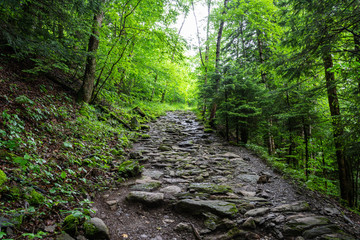 Fototapeta na wymiar Forest path in Swiss Alps.