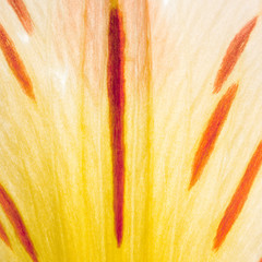 lilly closeup yellow red