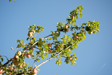 Apple Tree