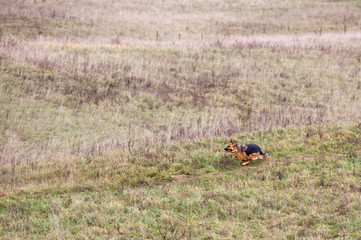 Dog breed German Shepherd running on the field in autumn. Coursing