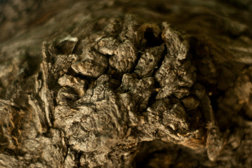 A beautiful image of a tree trunk