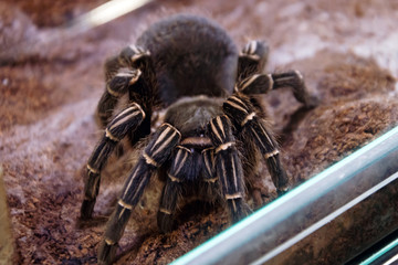 Brazilian whiteknee tarantula spider sits on the ground.