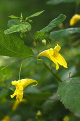 Wald- Springkraut, Impatiens noli- tangere