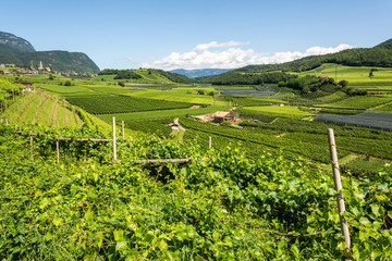 Fototapeta na wymiar Vineyards in Eppan municipality of South Tirol, Italy.