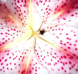 lilly closeup white red