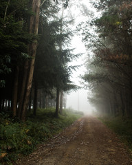 Fototapeta premium Bosque de niebla (Galicia)