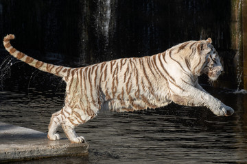 White male bengal tiger in the water