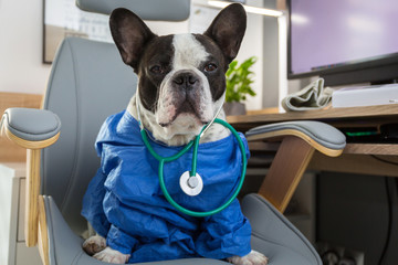French bulldog as a medicine doctor with a stetoscope at the doctor office