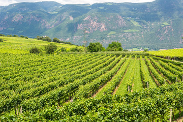 Fototapeta na wymiar Vineyard in South Tirol, Italy.