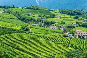 Fototapeta na wymiar Vineyard in South Tirol, Italy.
