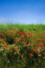 campo di papaveri