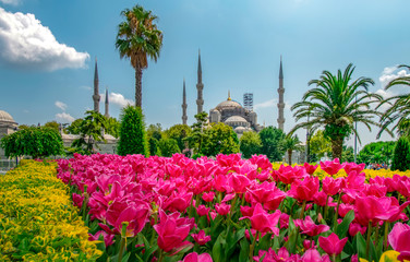 The Blue Mosque is seen behind tulips and fountain at Sultan ahmet Square in Istanbul, Turkey