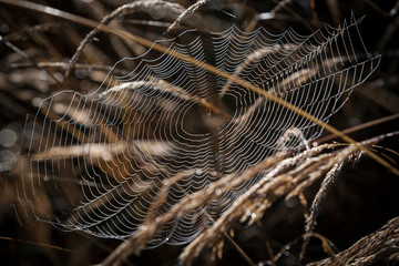 Spinnennetz
