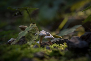 Waldpilze