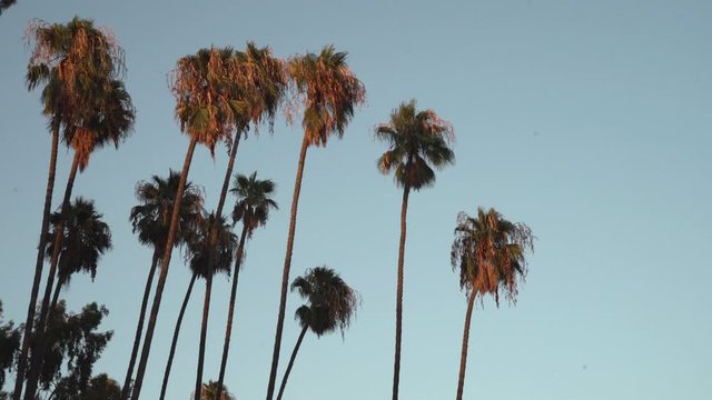 Group of palm trees in Los Angeles sky
