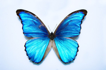 Fototapeta na wymiar Beautiful butterfly in turquoise tones on a white background