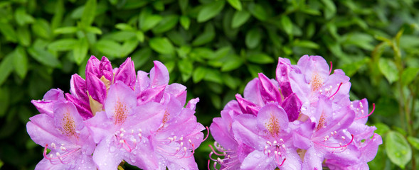 Closeup photo of a beautiful pink Rhododendron flowers.